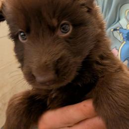Purple collar - Liver male German Shepherd puppy in Garrett, Indiana from Devil-Dog Shepherds