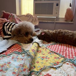 Poodle Puppies from Red toy poodles