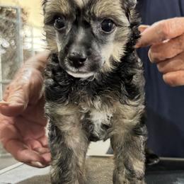 Pudge x Sunday Male 2 - Black white and tan male Chinese Crested puppy in Ocala, Florida from Jumping Jacks Russells