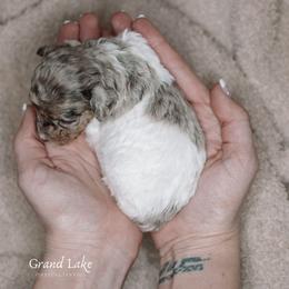 Whitman (Whit) - Merle male Schnoodle puppy in Grove, Oklahoma from Grand Lake Poodles & Doodles