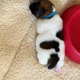 Blue collar boy - Tri-color male Jack Russell Terrier puppy in Berthoud, Colorado from Shelby Burleson's Golden Retrievers and Jack Russell Terriers