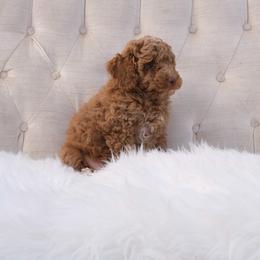 Australian Labradoodle Puppies from New England Labradoodles