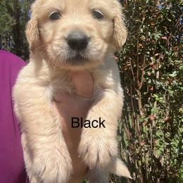 Black - Golden male Golden Retriever puppy in Jesup, Georgia from Painted Platinum Retrievers (Painted Platinum Kennel) PPK