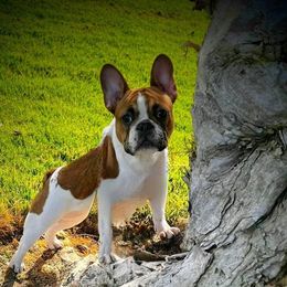 Rosie - French Bulldog