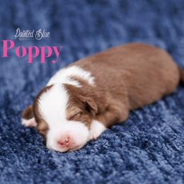 Poppy - Red tri-color female Miniature American Shepherd puppy in Herriman, Utah from Painted Blue Aussies