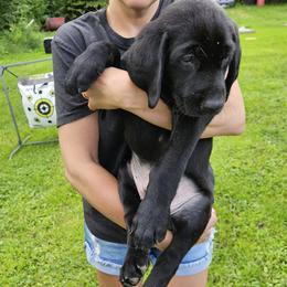 Boy 2 - Black male Labrador Retriever puppy in Grantham, New Hampshire from Drunken Bear Ranch