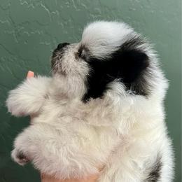 Lovey - Black parti female Pomeranian puppy in Arizona from Ma Petite Amore Pomeranians