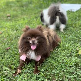 Keke - Chocolate female Pomeranian puppy in Willow Spring, North Carolina from GTBBF Pomeranians