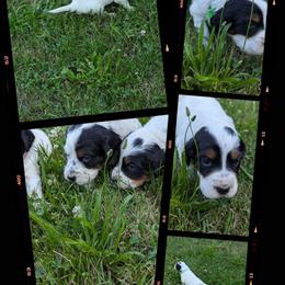 Girl 3 - Blue belton female English Setter puppy in Holly, Michigan from Roos Farms English Setters