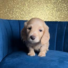 Finn - Cream male Dachshund puppy in New Albany, Mississippi from Double A. Doxies