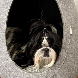Veda - Shih Tzu