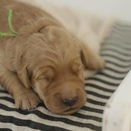 Mickey - Golden male Golden Retriever puppy in Idaho Falls, Idaho from Brinton Goldens