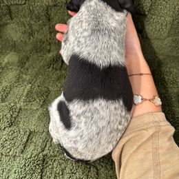 German Shorthaired Pointer Puppies from Golden pointers