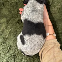 German Shorthaired Pointer Puppies from Golden pointers