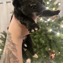Pick 7 - female Golden Mountain Dog puppy in Montrose, Michigan from Spraggins Sweet Acres