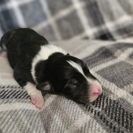 Boy 1 - Black tri-color male Australian Shepherd puppy in Tehachapi, California from Astralvale Aussies