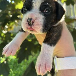 Petunia - Brindle female Boxer puppy in Enon, Ohio from Diamond Lane Boxers
