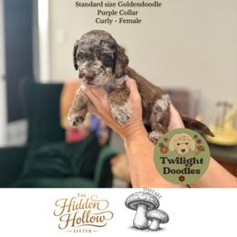 Shiitake - Purple Collar - Merle female Goldendoodle puppy in Garland, Texas from Twilight Doodles