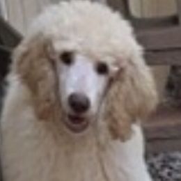 Poodle Puppies from Tails Up Standard Poodles