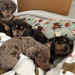 Dachshund puppies from Nicole's Dachshunds
