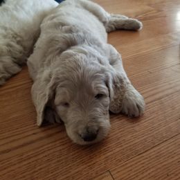 Bernedoodle and Goldendoodle Puppies from Cookies and Cream Doodles