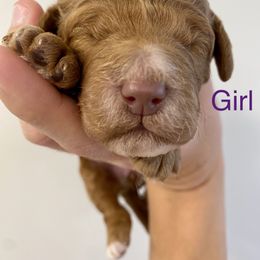 Girl 1 - Goldendoodle puppy in Morehead City, North Carolina from Shoreside Doodles