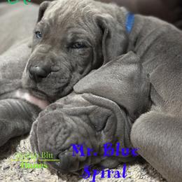 Mr. Blue Spiral - Blue male Great Dane puppy in Monroe, Utah from Indigo Blu Danes