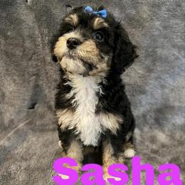 Sasha - Tri-color female Bernedoodle puppy in Battle Creek, Michigan from T-Rose’s Bernedoodle & Pomsky Puppies