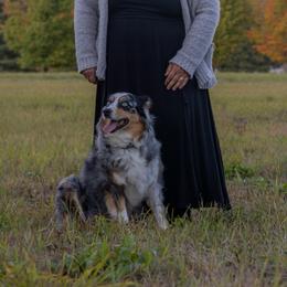 Genie - Australian Shepherd