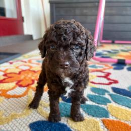 Paprika - Chocolate female Goldendoodle puppy in Brooksville, Florida from Spring Prairie Doodles