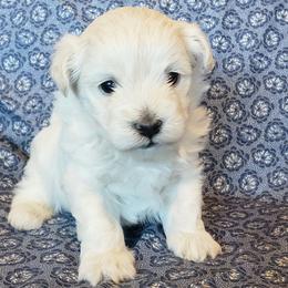 Rudolph - Cream male Maltipoo puppy in Cabool, Missouri from Long View Family Maltipoos