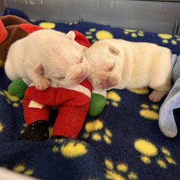 French Bulldog Puppies from Peche Mignon French Bulldogs