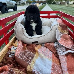 Newfoundland Puppies from Knallhart Kennels