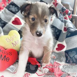 Shetland Sheepdog Puppies from Country Chic Shelties