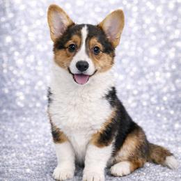 Rip - Black and tan male Pembroke Welsh Corgi puppy in Casper, Wyoming from Flying Note Shorties