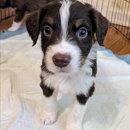 Cheddar - Red tri-color male Australian Shepherd puppy in Pamplin, Virginia from Hope & Joy Acres