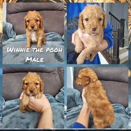 Winnie the Pooh - Red male Cockapoo puppy in Zanesville, Ohio from Oodles of Doodles & Poos