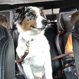 Australian Shepherd All Grown Up from Raven Creek Farms