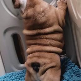 Bulldog Puppies from Carrie's Bulldogs