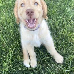 Labradoodle Puppies from Raising Doodles
