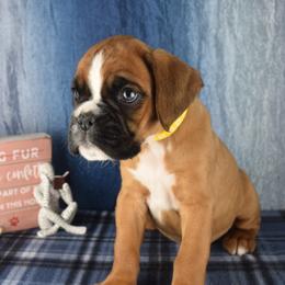 Yellow reserved - Fawn male Boxer puppy in Clinton, Iowa from Cadogans Boxers