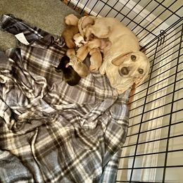 Dachshund Puppies from Mimi’s Doxies