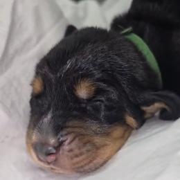 Basset Hound Puppies from Buck Wild 4 Bassets