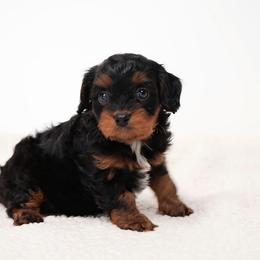 Oni - Black and tan female Cavapoo puppy in Apple Creek, Ohio from Grandeur Valley Puppies