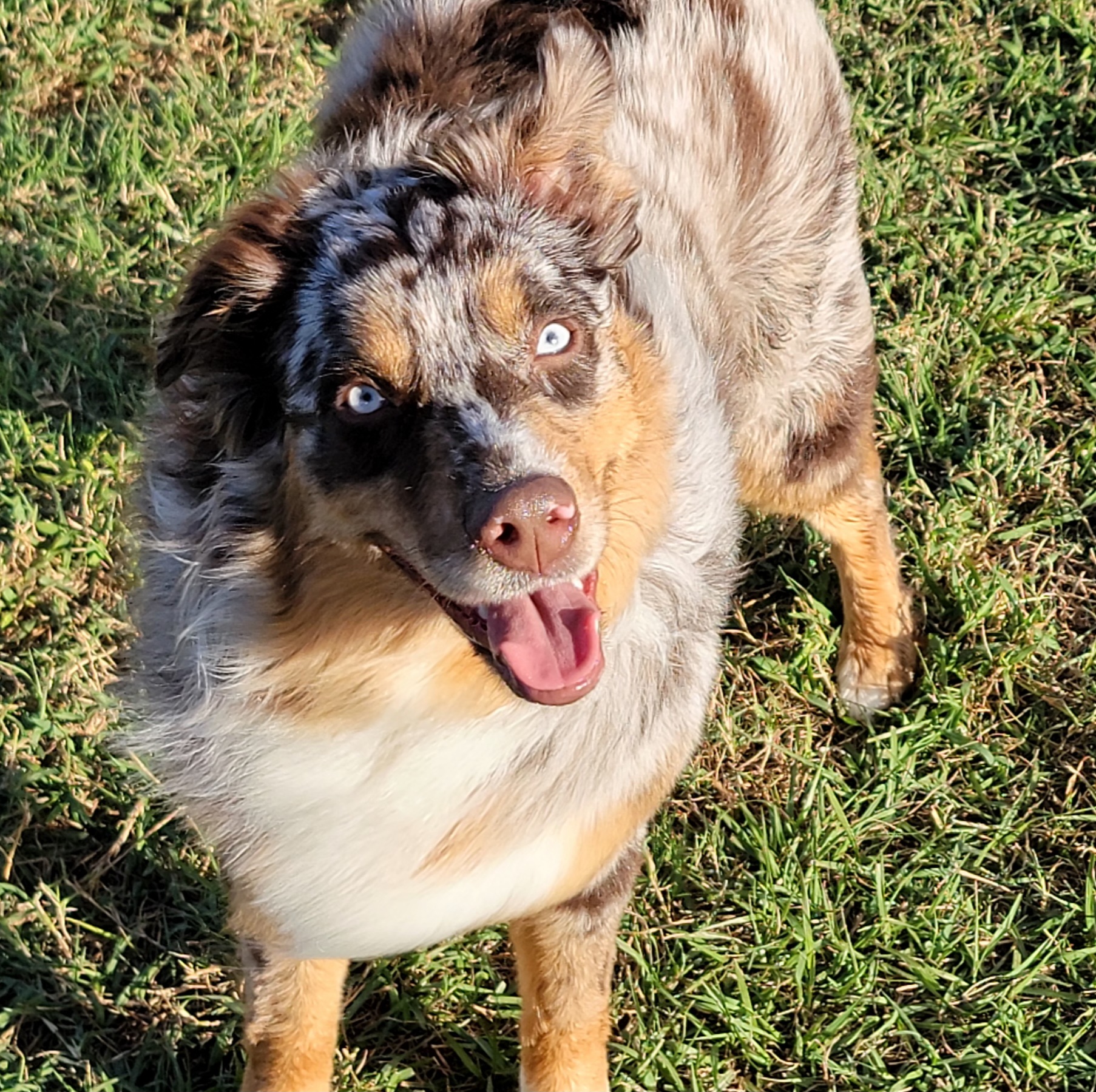 Australian Shepherds from Feathermoon Aussies