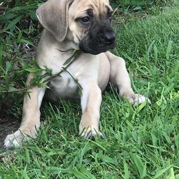 Cane Corso from 5-0 Cane Corso
