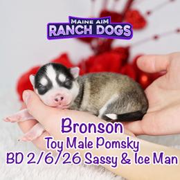 Bronson - Silver and white male Pomsky puppy in Humeston, Iowa from M.A.R. Dogs