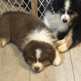 Australian Shepherd puppies from Windfall Homestead