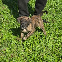 Dark brindle male with white along chest - Brindle male Mastiff puppy in Racine, Wisconsin from FrontlineK9 Boarding & Training LLC