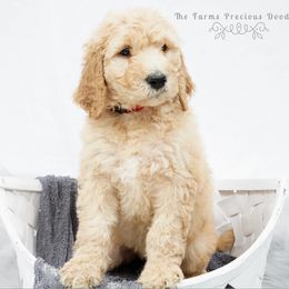 Goldendoodle and Sheepadoodle Puppies from The Farms Precious Doodles